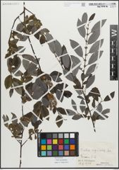 Foto von Salix myrsinifolia Salisb.